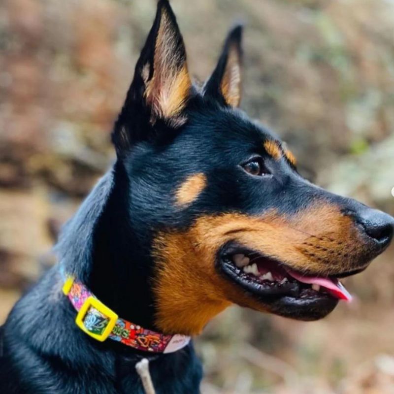 Doggy Eco - eco friendly dog collar made from recycled plastic - on a dog.