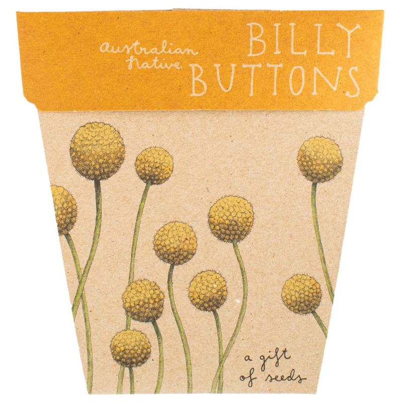 Sow 'n Sow gift of seed greeting cards - Billy Buttons.