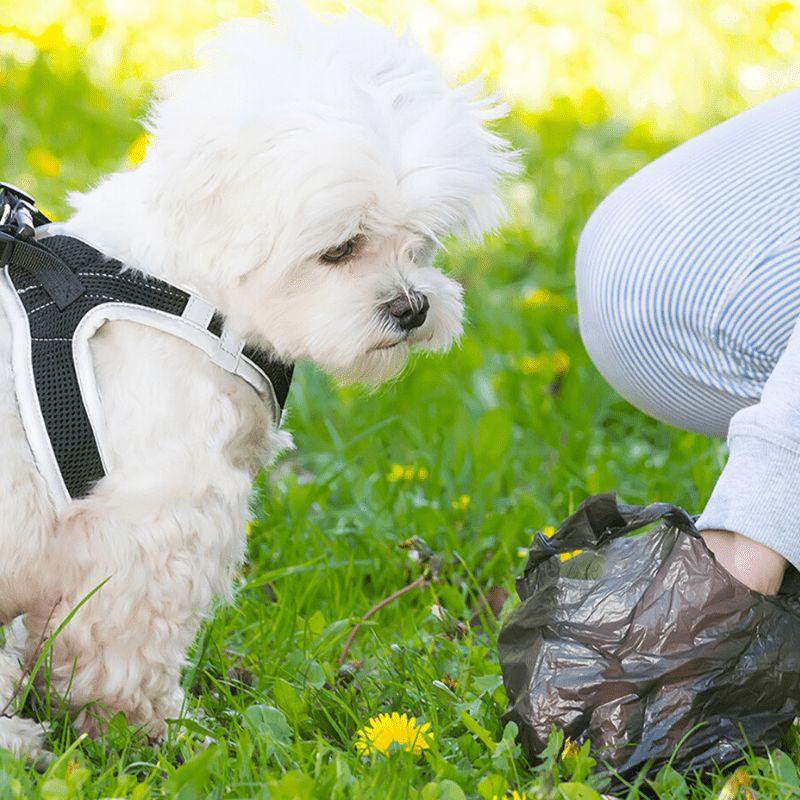 Biodegradable Poop Bags – Bits 4 Pets
